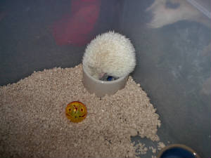 eatingmealworms.jpg