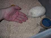 handfeeding.jpg