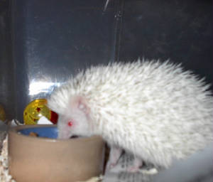 hedgie.jpg