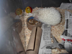 hedgie002.jpg