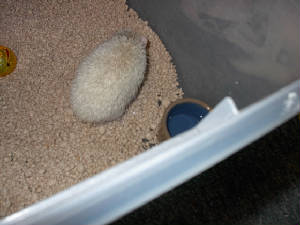 hedgie003.jpg