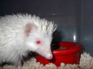 hedgie008.jpg