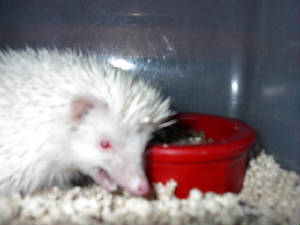 hedgie06.jpg