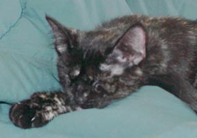 animals_008.jpg