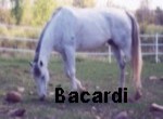 bacardi.jpg