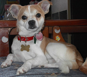 cheech_3-3-01.jpg