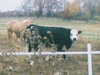 cow.jpg