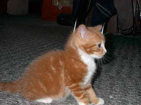 forth_of_july_kitten_014.jpg