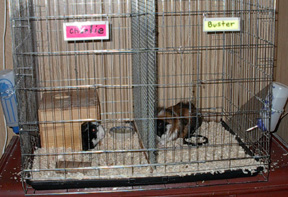 guinea_pigs_001.jpg