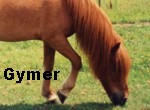 gymir.jpg