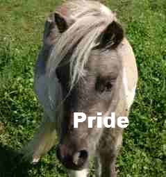 pride5.jpg