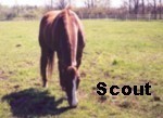 scout.jpg