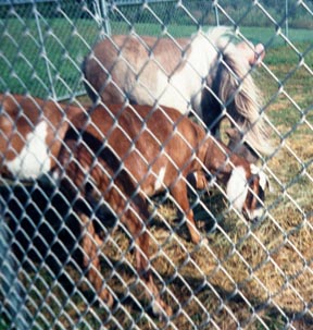 the_goats.jpg
