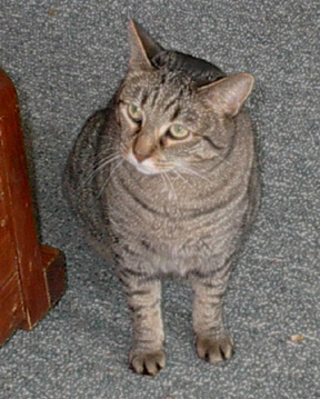 tigger_sitting.jpg